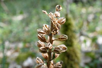 <i>Neottia nidus-avis</i>