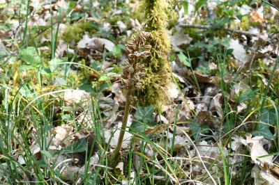 <i>Neottia nidus-avis</i>