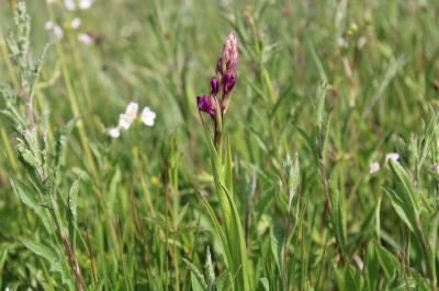 <i>Anacamptis laxiflora</i>
