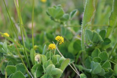 <i>Medicago lupulina</i>