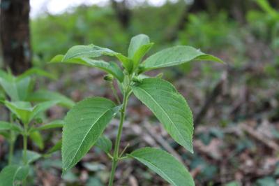 <i>Mercurialis perennis</i>