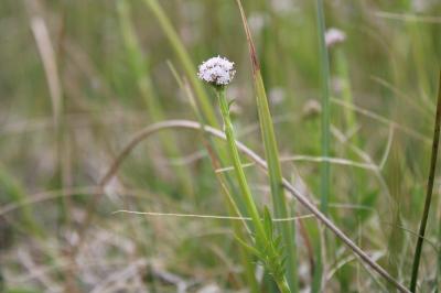 <i>Valeriana dioica</i>