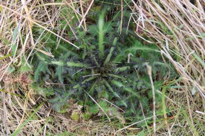 <i>Cirsium palustre</i>