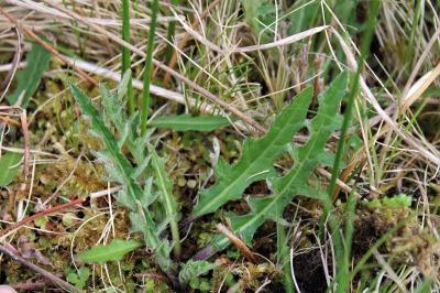 <i>Cirsium tuberosum</i>
