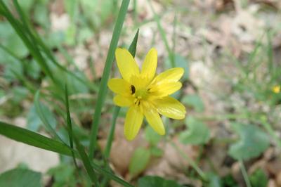 <i>Ficaria verna</i>
