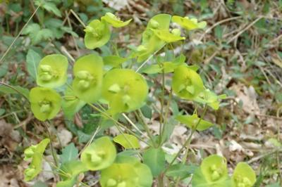 <i>Euphorbia amygdaloides</i>