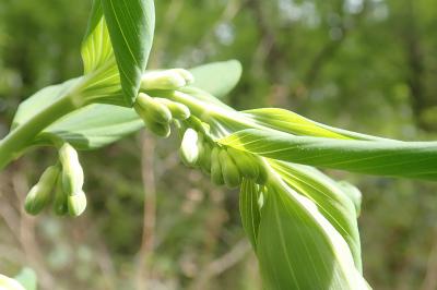 <i>Polygonatum multiflorum</i>