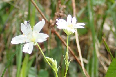 <i>Rabelera holostea</i>
