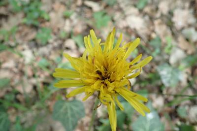 <i>Taraxacum officinale</i>