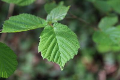 <i>Corylus avellana</i>