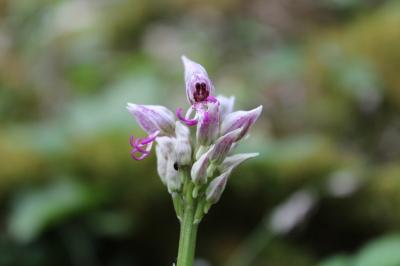 <i>Orchis simia</i>