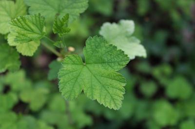<i>Ribes rubrum</i>