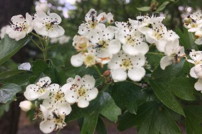 <i>Crataegus monogyna</i>