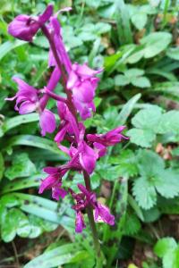 <i>Orchis mascula</i>