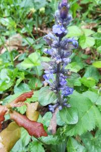 <i>Ajuga reptans</i>