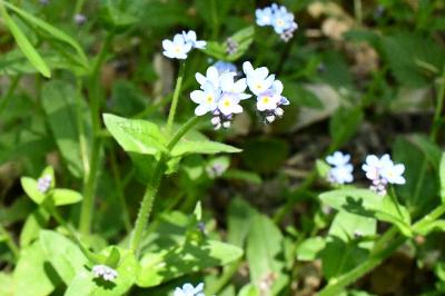 <i>Myosotis sylvatica</i>
