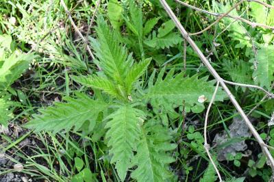 <i>Lycopus europaeus</i>