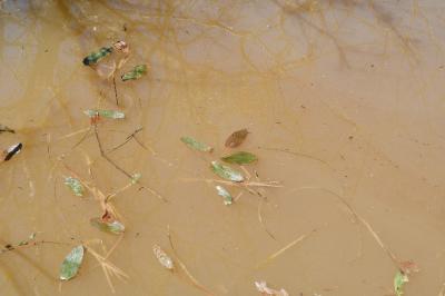 <i>Potamogeton natans</i>