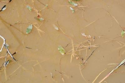 <i>Potamogeton natans</i>