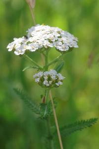 <i>Achillea millefolium</i>