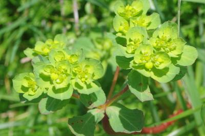 <i>Euphorbia helioscopia</i>