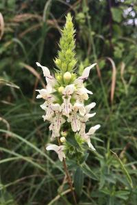 <i>Stachys recta</i>