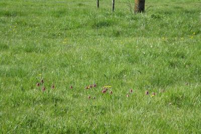 <i>Fritillaria meleagris</i>