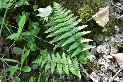 <i>Dryopteris filix-mas</i>