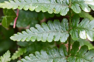 <i>Dryopteris filix-mas</i>