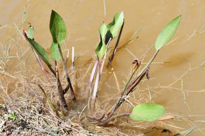 <i>Alisma plantago-aquatica</i>