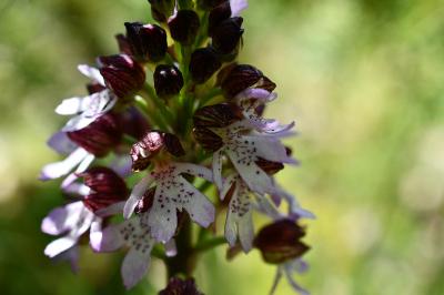 <i>Orchis purpurea</i>
