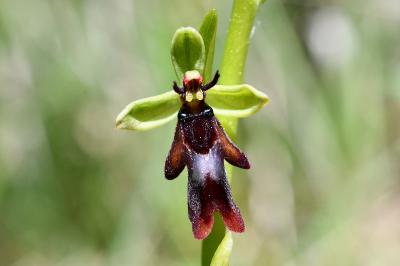 <i>Ophrys insectifera</i>