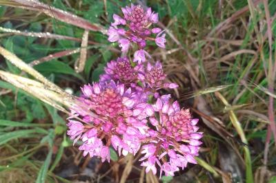 <i>Anacamptis pyramidalis</i>
