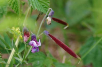 <i>Lathyrus vernus</i>