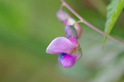 <i>Lathyrus vernus</i>