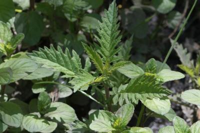 <i>Lycopus europaeus</i>