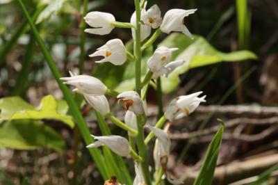 <i>Cephalanthera longifolia</i>