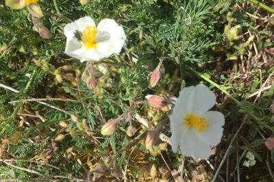 <i>Helianthemum apenninum</i>
