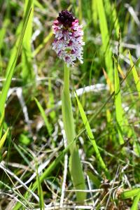 <i>Neotinea ustulata</i>