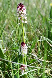 <i>Neotinea ustulata</i>