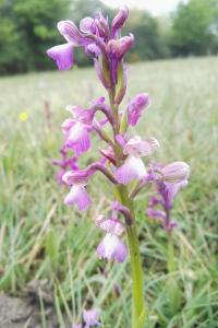 <i>Anacamptis morio</i>