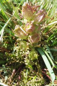 <i>Pedicularis sylvatica</i>