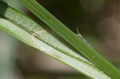 <i>Carex riparia</i>