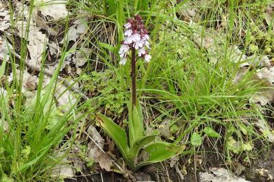 <i>Orchis purpurea</i>