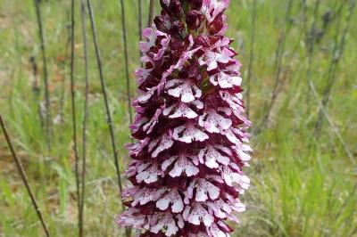 <i>Orchis purpurea</i>
