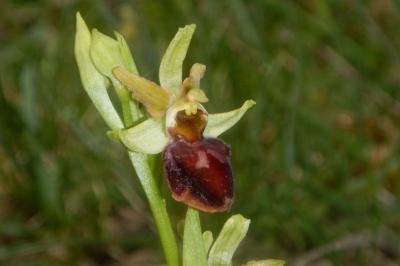 <i>Ophrys aranifera</i>