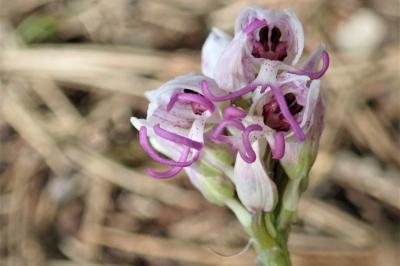 <i>Orchis simia</i>