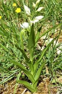 <i>Cephalanthera longifolia</i>