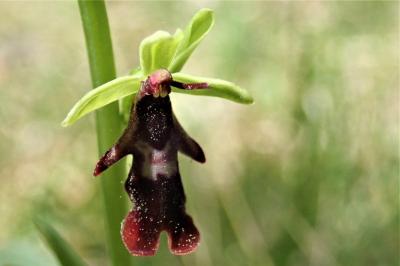 <i>Ophrys insectifera</i>