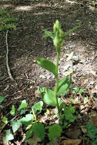 <i>Cephalanthera damasonium</i>